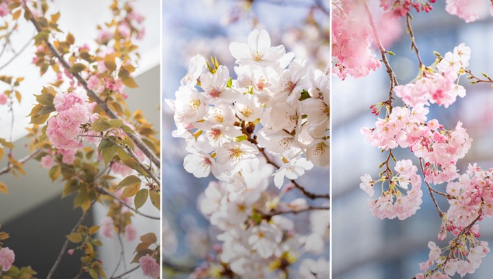 【HILLS LIFE DAILY】樹木医・和田博幸さんと巡る、麻布台ヒルズの桜